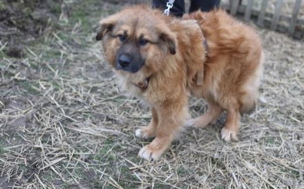 Guter Samariter für liebenswerten Valentin gesucht