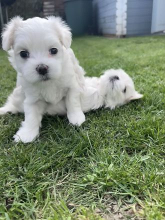 Malteser Welpen