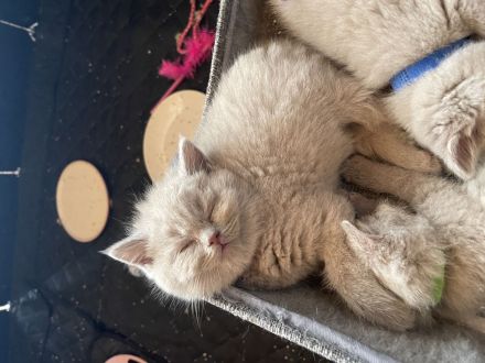 Reinrassige BKH Kitten- vollständig geimpft