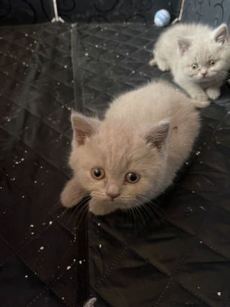 Reinrassige BKH Kitten- vollständig geimpft