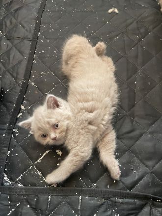 Reinrassige BKH Kitten- vollständig geimpft