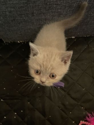 Reinrassige BKH Kitten- vollständig geimpft