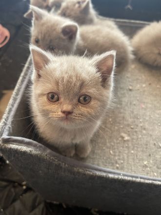 Reinrassige BKH Kitten- vollständig geimpft