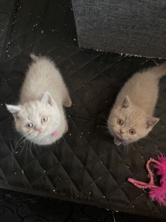 Reinrassige BKH Kitten- vollständig geimpft