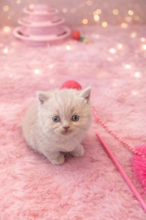 Reinrassige BKH Kitten- vollständig geimpft