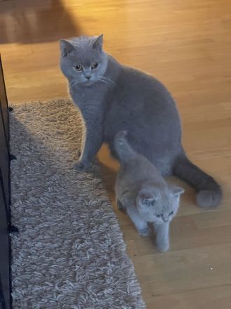 Reinrassige BKH Kitten- vollständig geimpft