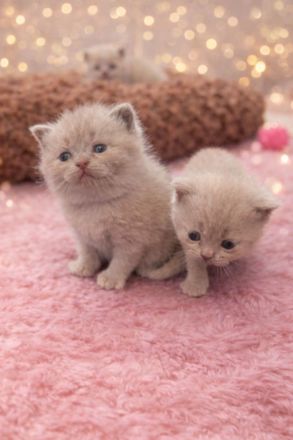 Reinrassige BKH Kitten- vollständig geimpft