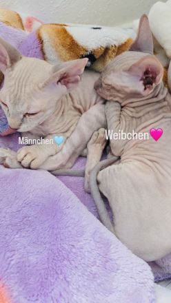 Sphynx Katzen Babys Geschwister männlich weiblich Pro Stück 850€