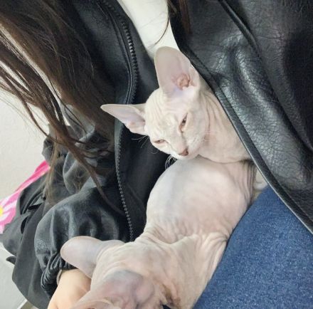 Sphynx Katzen Babys Geschwister männlich weiblich Pro Stück 850€