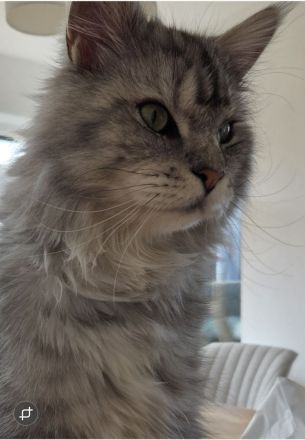 Maine coon Kater