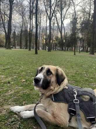 Odette möchte eine feine, sanfte Begleiterin sein