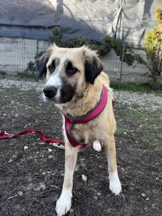 Odette möchte eine feine, sanfte Begleiterin sein