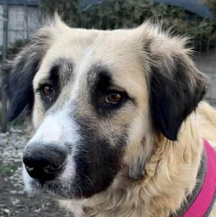 Odette möchte eine feine, sanfte Begleiterin sein