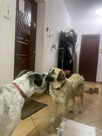 Odette möchte eine feine, sanfte Begleiterin sein