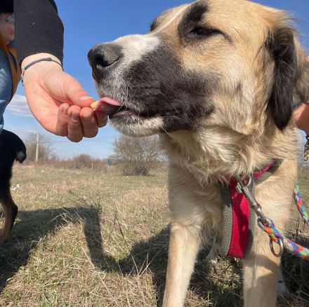 Odette möchte eine feine, sanfte Begleiterin sein