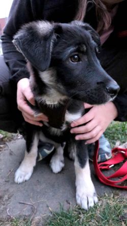 Lebensfroher Sio möchte deine Tage heller machen