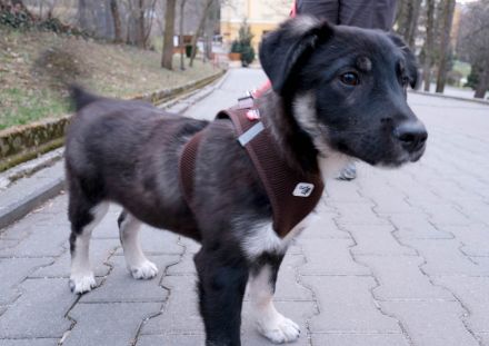 Lebensfroher Sio möchte deine Tage heller machen