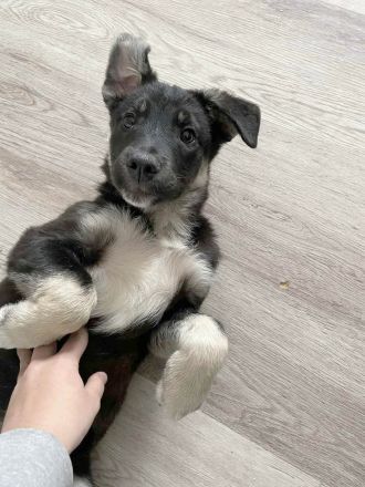 Lebensfroher Sio möchte deine Tage heller machen