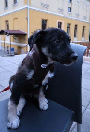 Lebensfroher Sio möchte deine Tage heller machen