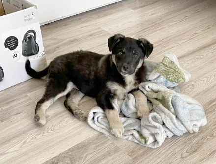 Lebensfroher Sio möchte deine Tage heller machen