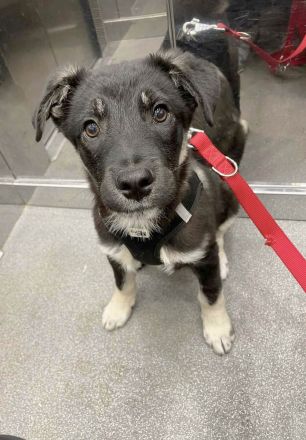 Lebensfroher Sio möchte deine Tage heller machen