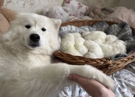 Samojede Welpen Hundewelpen