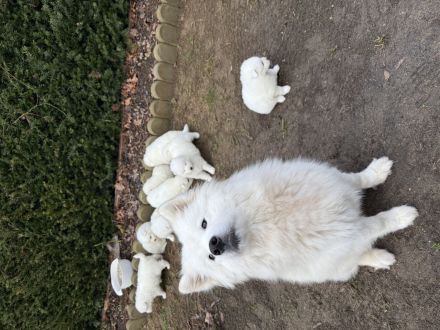 Samojede Welpen Hundewelpen