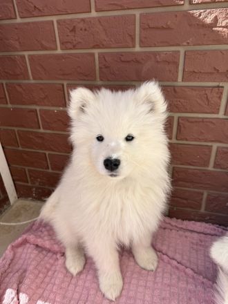 Samojede Welpen Hundewelpen