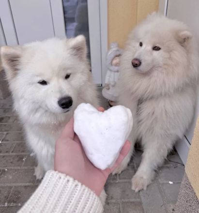 Samojede Welpen Hundewelpen