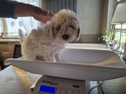 Lagotto Doodle × Panda Pudel Mädchen