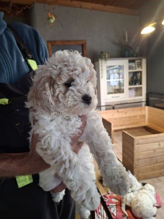 Lagotto Doodle × Panda Pudel Mädchen