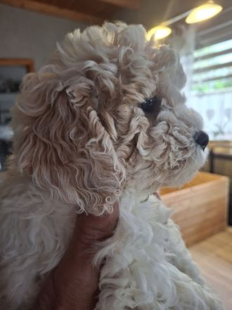 Lagotto Doodle × Panda Pudel Mädchen