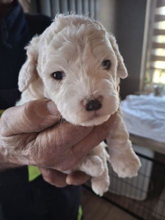 Lagotto Doodle × seltenes Panda-Gen