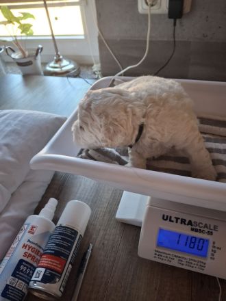 Lagotto Doodle × seltenes Panda-Gen