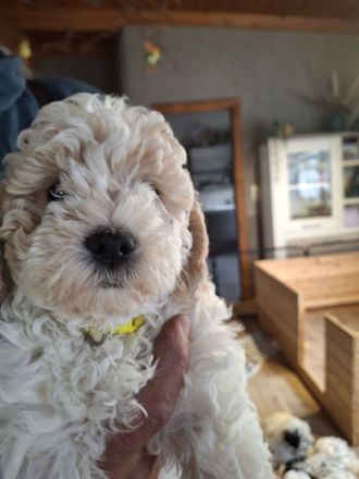 Lagotto Doodle × Panda Pudel Mädchen