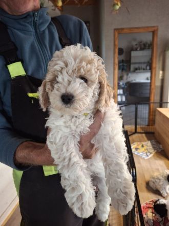 Lagotto Doodle × Panda Pudel Mädchen