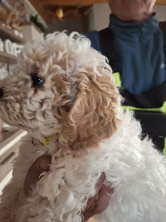 Lagotto Doodle × Panda Pudel Mädchen