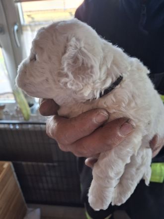 Lagotto Doodle × seltenes Panda-Gen