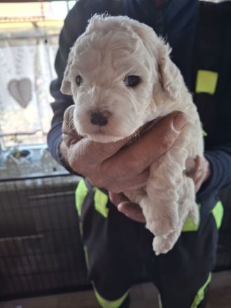 Lagotto Doodle × seltenes Panda-Gen