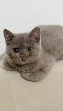 BKH Lilac weiblich - geb. 21.12.25 - 15 Wochen mit komplettem Starterset