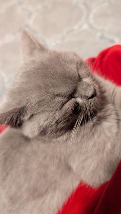 BKH Lilac weiblich - geb. 21.12.25 - 15 Wochen mit komplettem Starterset