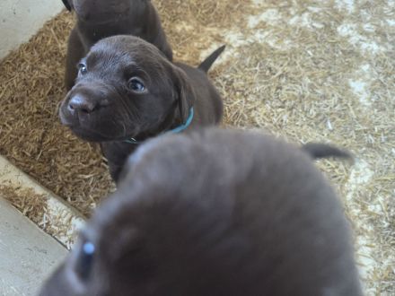 Labrador Welpen