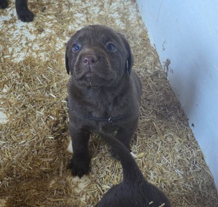 Labrador Welpen