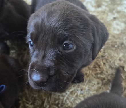 Labrador Welpen