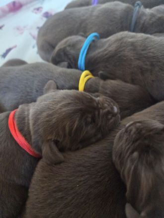 Labrador Welpen