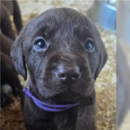 Labrador Welpen