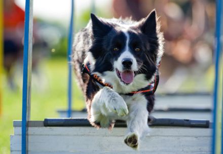 Die Welpenschule - Training für Hund und Mensch