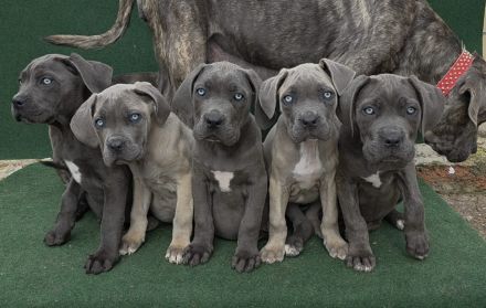 Cane corso