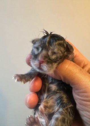 Forest Ghost Rockabilly