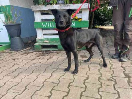 Tabata, Mischling, geb. 2023, lernbegieriger Rüde, der Sicherheit sucht